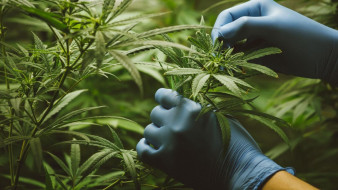 Kanabinoidi in njihova kakovost v Medical centru Rogaška