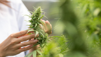 Kongres: Konoplja in kanabinoidi v medicini