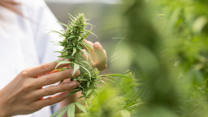 Oseba nežno drži zeleno rastlino konoplje z gosto cvetlico. V ozadju so vidne druge rastline konoplje v naravnem okolju.